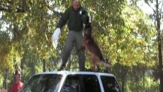 Gator bitework on truck