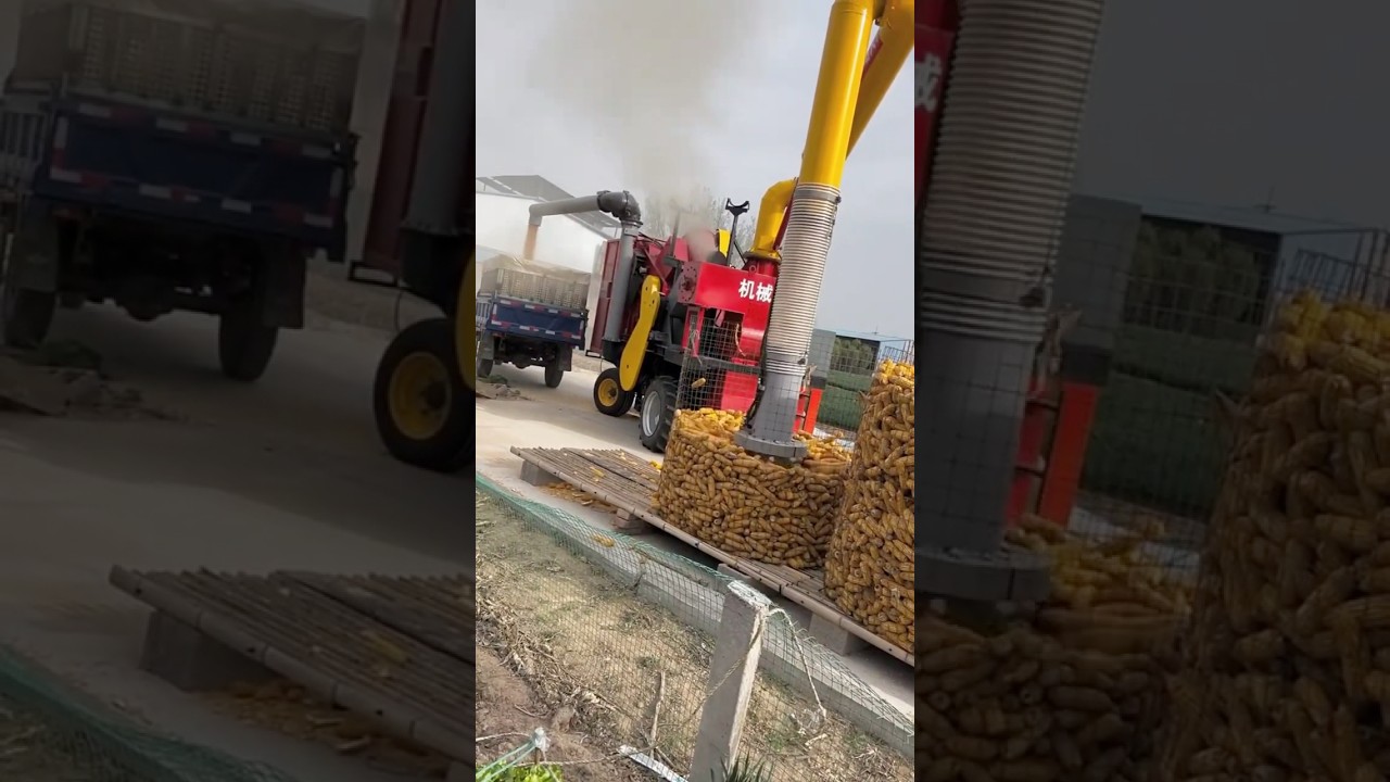 Automatic absorption and separation of corn kernels