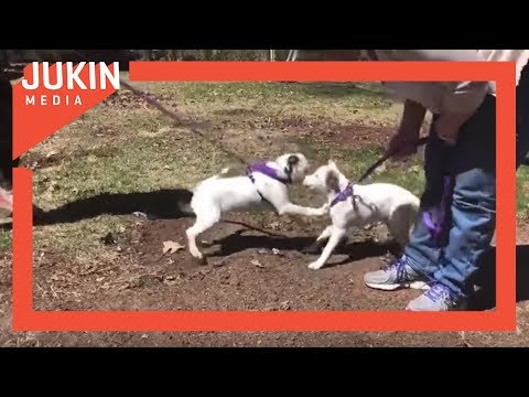 Dog Siblings Reunited After Month Apart - YouTube