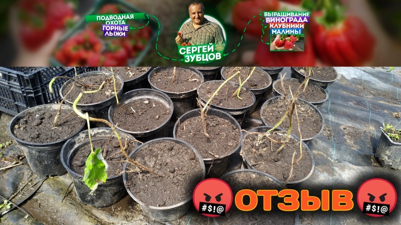 Зубцов. Саженцы малины. Отзыв. Часть 1. Belklubnika.by