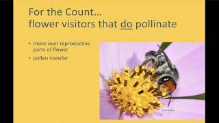 Australian Pollinator Count -  Which Insects to count