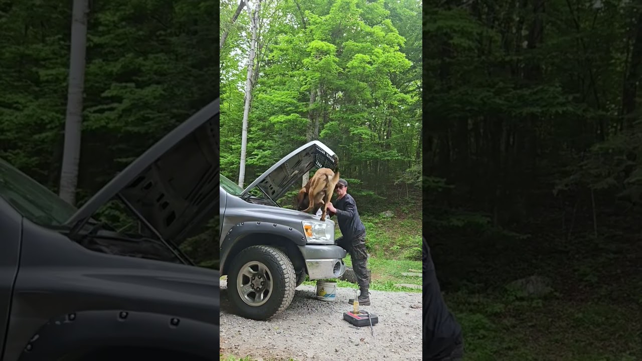 Funny Belgian Malinois