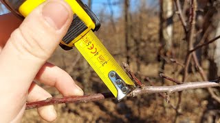 Ce Este Pintenul Muguri De Rod