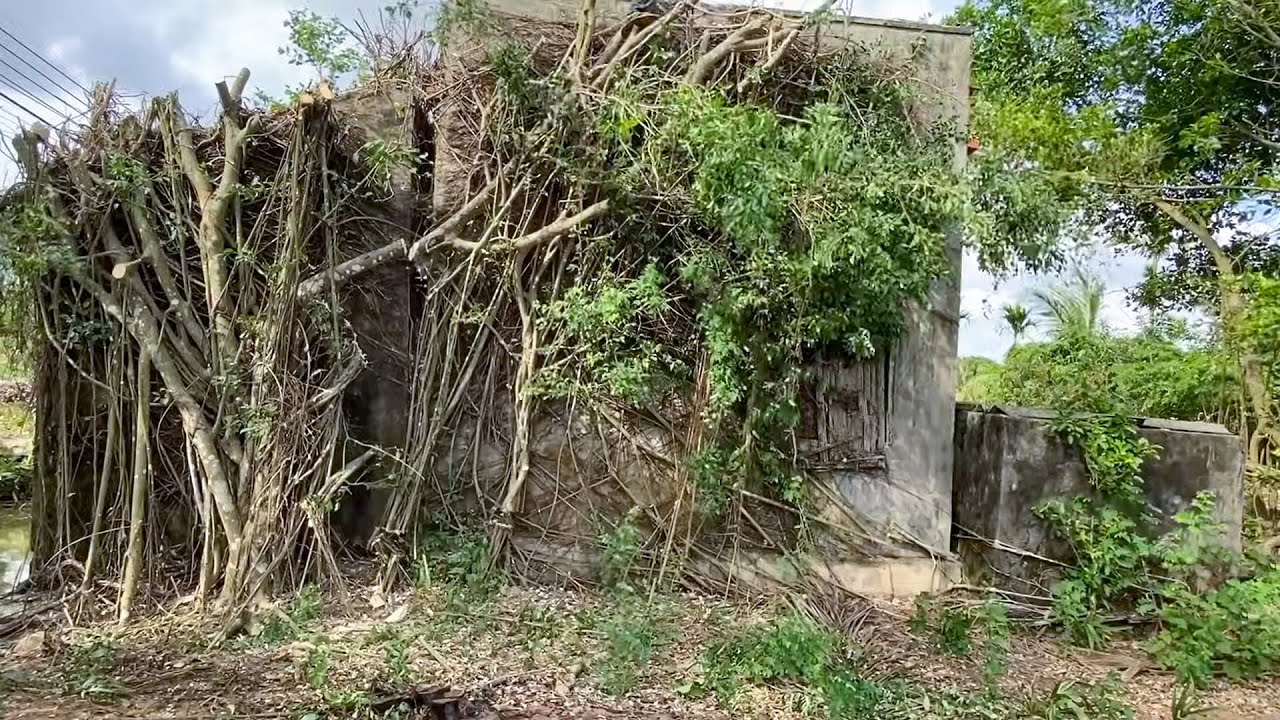 A House Consumed by Nature! Massive Tree Roots Rip Through Walls During Cleanup