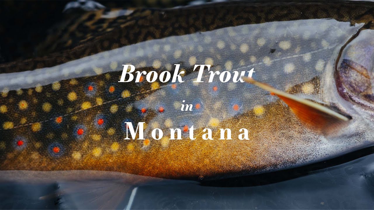 Brook Trout in Montana Fly Fishing & Van Camping YouTube