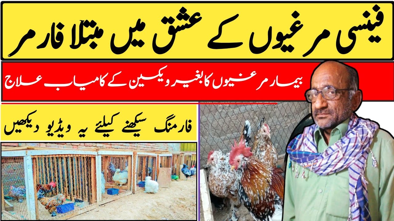 Fancy Hen Farming Business in Pakistan 2021