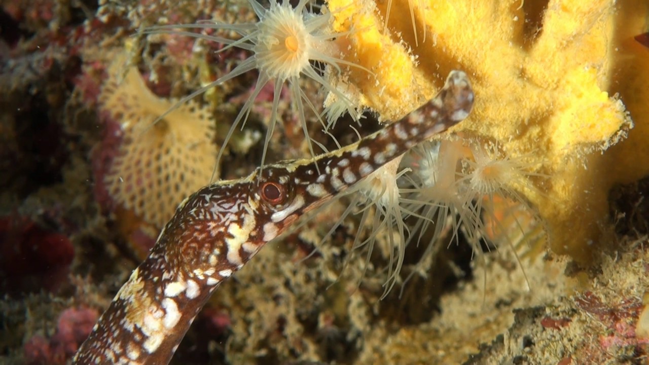 il-pesce-ago-youtube