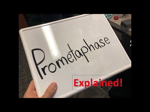 Prometaphase explained!