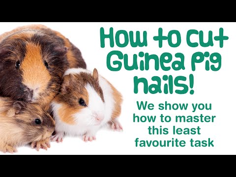 How to CUT a GUINEA PIGS NAILS | Black or Curly Nails | Using Human NAIL CUTTERS | Top Tips & Tricks