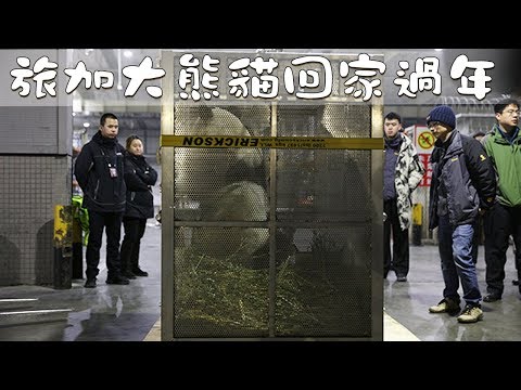 《熊貓播報》旅加大熊貓“加盼盼”“加悅悅”回家過年 | iPanda熊貓頻道