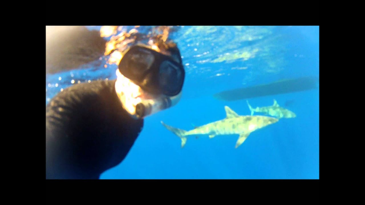 Snorkel with Sharks in O'ahu Hawai'i YouTube