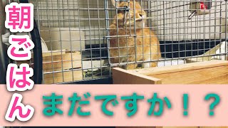 腹ペコうさぎの可愛いご飯頂戴アピール #180