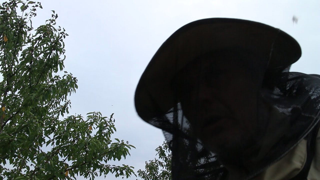 7 serija - Eilinį kartą vėl apgavo bitės