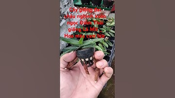 @ chia sẻ cây giống đai châu nghinh xuân ngọc Điểm Thái giống Hoa cảm lửa _ 0983486976