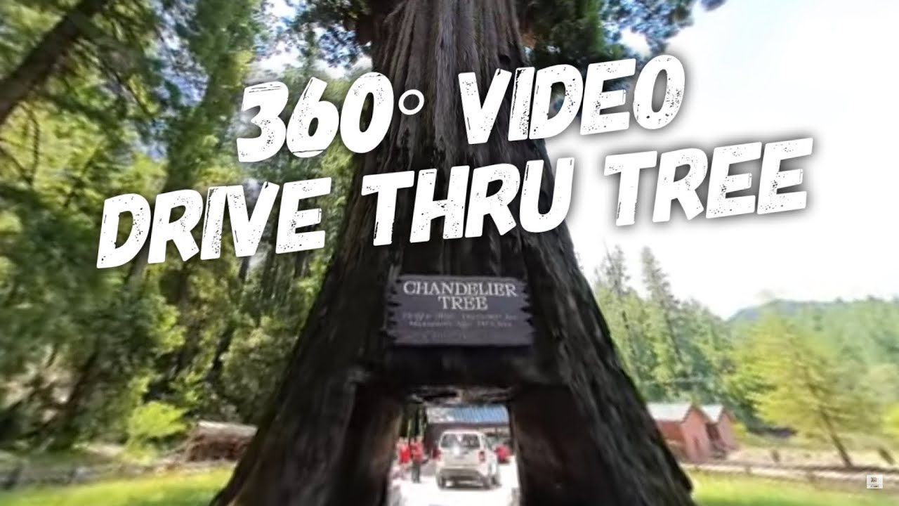 Chandelier Tree Leggett California Drive Through Redwood Tree YouTube