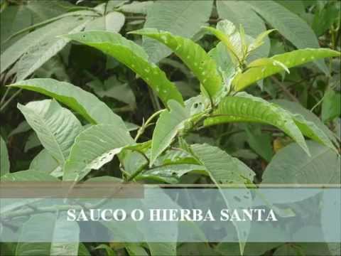 Plantas De La Sierra Wmv Youtube
