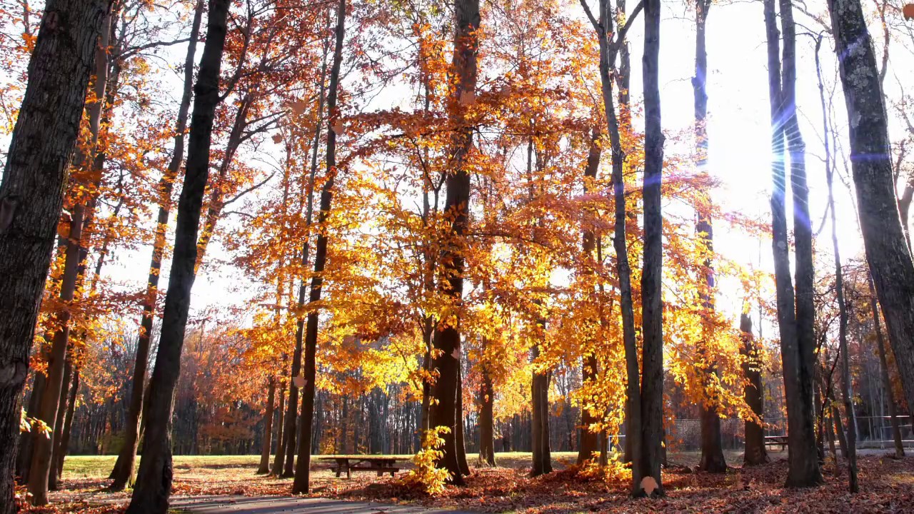 'Autumn' Fall Violin Orchestral Song - Relaxing Nature Music