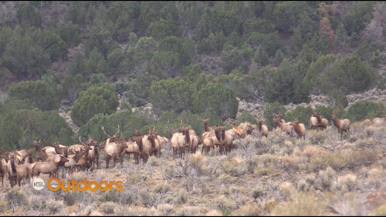 Utah DWR Proposes New Statewide Elk Management Plan