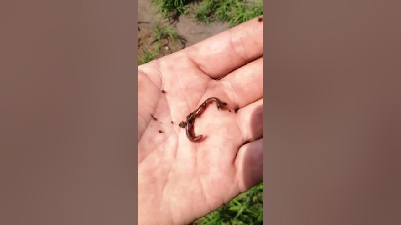 Lombriz Roja Californiana (Eisenia Foetida) Humus de lonbriz YouTube Lombriz Roja Californiana (Eisenia Foetida) Humus de lonbriz YouTube