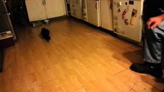 CatDog that likes to play fetch!