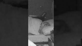 Bonnie Kruipt Bij Roland In Bed...