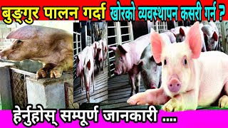 Pig farm Management in Nepal || बुङ्गुरको खोर व्यवस्थापन कसरी गर्न || PGC Mix ||Bungur farm in nepal