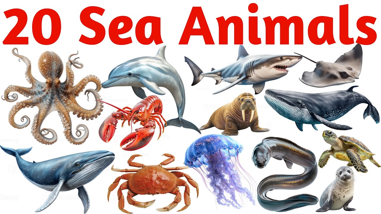 20 समुद्री जीवों के नाम | Sea Animals for Kids | Learn 20 Sea Creatures ...