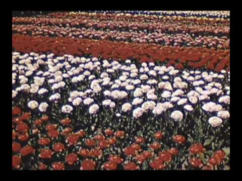 fairyland of colour