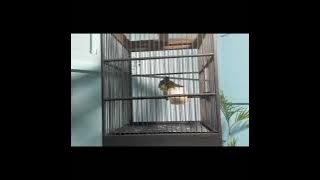 Kapas Kunyit Gacor || Cocok untuk Pancingan Burung Bahan dan Macet Bunyi