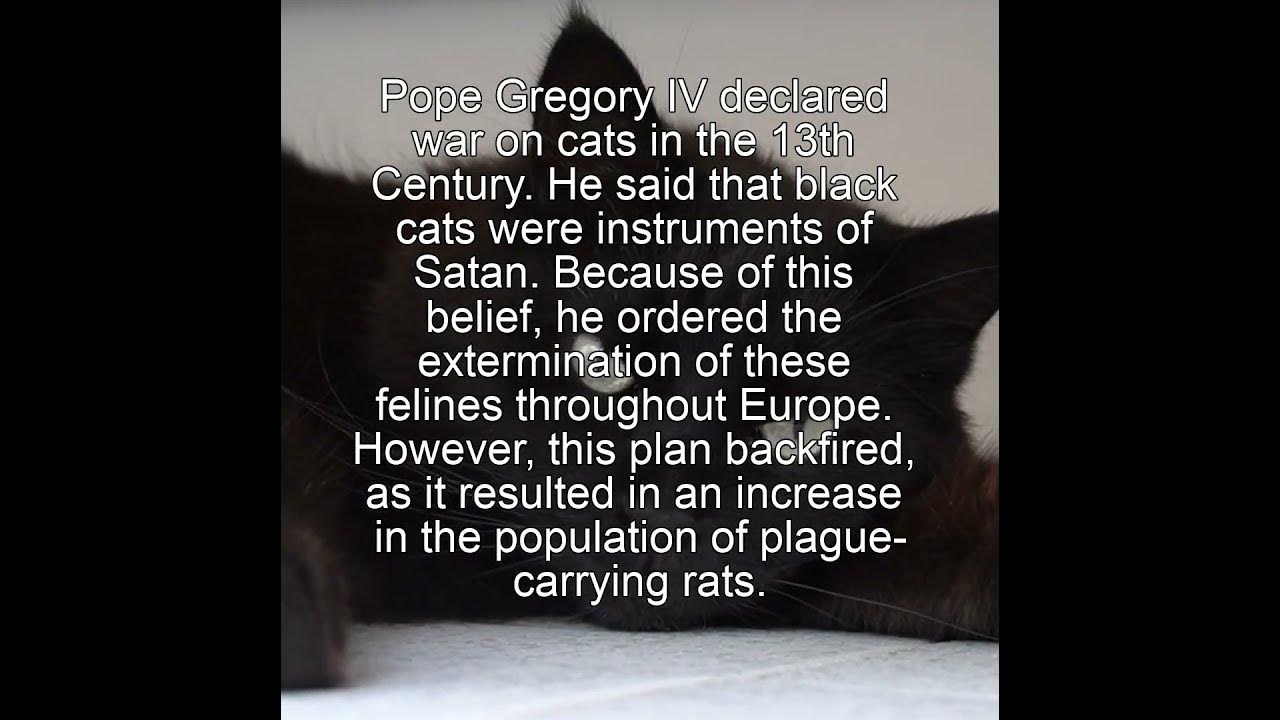 Pope gregory iv declared a war on cats youtube