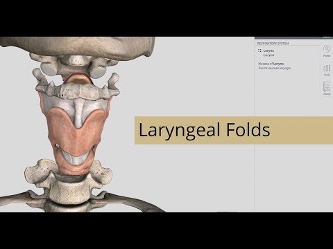 Video: Virkningen Af transkutan Neuromuskulær Elektrisk Stimulering På Laryngeal Vestibule Lukningstidspunkt Ved Indtagelse