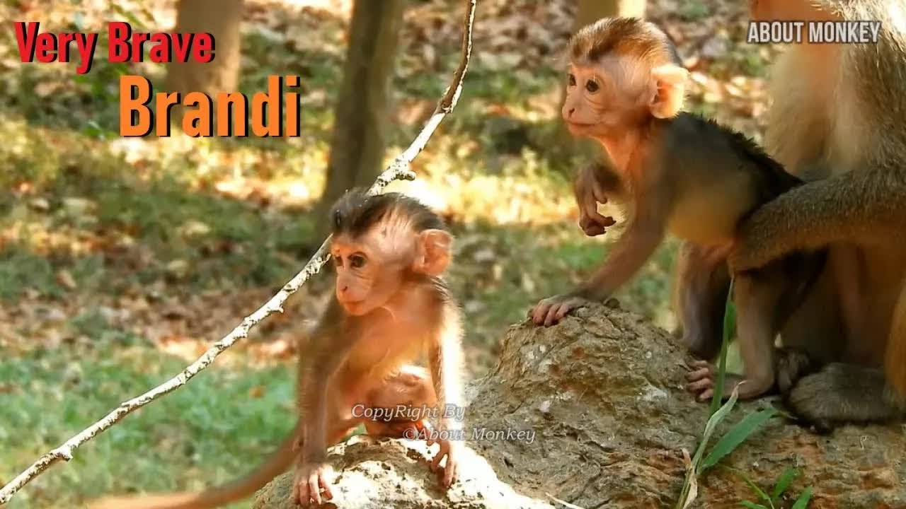 Cute Baby Monkey Brandy is Skinny Baby Monkey But Brandi is Very Healthy And Very Active Like Others
