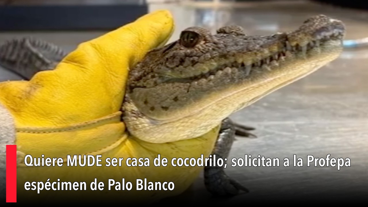 Quiere MUDE ser casa de cocodrilo; solicitan a la Profepa espécimen de Palo Blanco