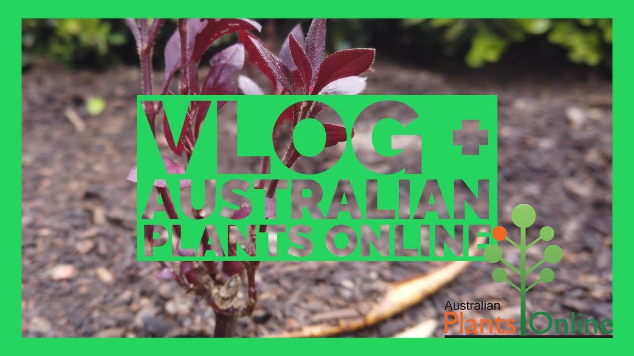 Gardening Vlog ft. Australian Plants Online YouTube