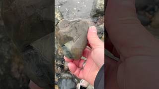 grey Jasper rock 2025 #subscribe #today #usa #beautiful #wrold #share #nature #minerals #viralvideo