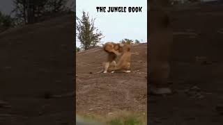Two lion fighting for lionesses ¦¦ The Jungle Book #short (part-09)