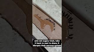 updated diy ant trap from household items kills entire colony in 12 hours
I did a video on a simple easy diy ant trap several years ago also based on borax but I can never leave a good thing alone and I am always experimenting and trying to find a better solution. I actually found this last year and it worked so well that I thought something else must have been the root cause but I did it again and yep, in less than 12 hours not a single ant anywhere. To put this into perspective, there were literally hundreds maybe thousands of ants walking back and forth near the sink where I do fruit preparation for making jams and jellies which I have been doing a lot lately but the last time was 2 weeks ago and I didnt entirely clean up all of my mess .... which attracted ants. So I still had some of the mixed up ant trap version stored in a mason jar from last year and I put it out about 10pm on cardboard strips. At 9am there was not a single any anywhere to be found. I actually put out 4 pieces of cardboard around the area but the video only shows 2.
Many people have never heard of borax but its simply a powdered cleaner for laundry - so you can get it in about any store in the laundry detergent area or you can also get it online from amazon. Its in a mostly white box with red, blue text and the text that stands out the most is 20 Mule Team Borax It can also be used to make other bug traps for fruit flies, fruit nats, and even rats. Its a great cleaner. Other people say its safe for pets and around kids but I really have no personal experience for that other than the fact my cat will smell it when I initially place the traps out of curiosity and then simply walk away from it. Its main chemical is sodium borate which is a salt.
Borax is used in pest control solutions because it is toxic to ants and rats. Because it is slow-acting, worker ants will carry the borax to their nests and poison the rest of the colony. Borax is used in various household laundry and cleaning products, including the 20 Mule Team Borax laundry booster, Boraxo powdered hand soap, and some tooth bleaching formulas.
Outside of being a great cleaner for surfaces and laundry around the home or as a pesticide, It is commonly available in powder or granular form and has many industrial and household uses, including as a pesticide, as a metal soldering flux, as a component of glass, enamel, and pottery glazes, for tanning of skins and hides, for artificial aging of wood, as a preservative against wood fungus, and as a pharmaceutic alkalizer. In chemical laboratories, it is used as a buffering agent. Its great to have around a homestead and a little goes a long ways (still using the same box I bought 4 years ago)
borax from amazon (its been a while since I purchased at wally world but the price is about the same at amazon from memory): https://amzn.to/3SUjtD5
The other video I did 3 or 4 years ago is here: https://www.youtube.com/watch?v=1dNdlJuSyHw updated diy ant trap from household items kills entire colony in 12 hours