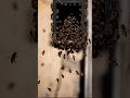 No son más grandes que una abeja común pero su defensa es extrema #reels #viral #sabiasque