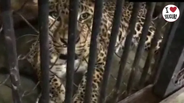 Watch the video about Sachin the leopard is back in the Bengal Safari but angry also for being CAGED