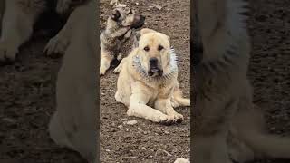 The Untouchable Guardian: Giant Kangal with Spiked Collar🔥 #kangal #kangaldogs #shorts