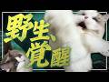 狩りおもちゃで愛猫が野生化!?【CATCH ME!】