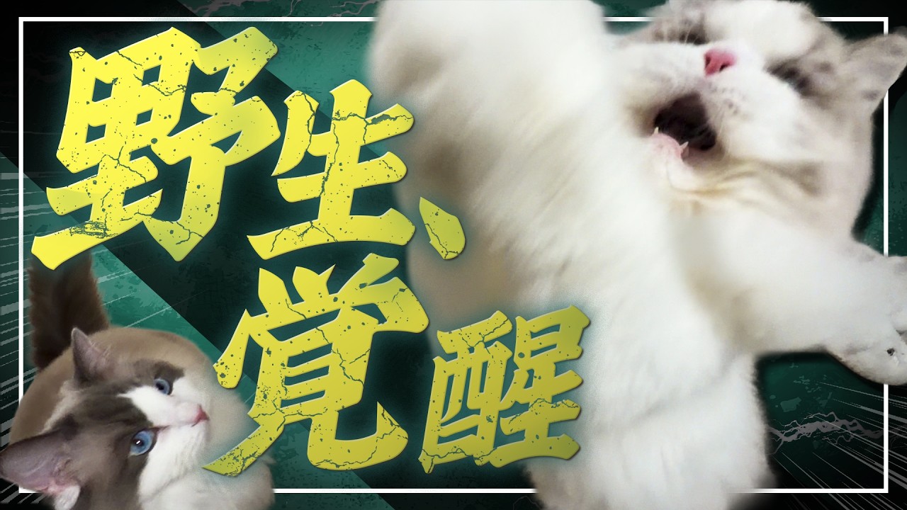 CATCH ME! の狩りおもちゃで遊ぶラグドールのココとミコ