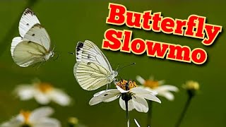 White Butterfly on White Flowers Slow Motion | Butterfly Slowmo