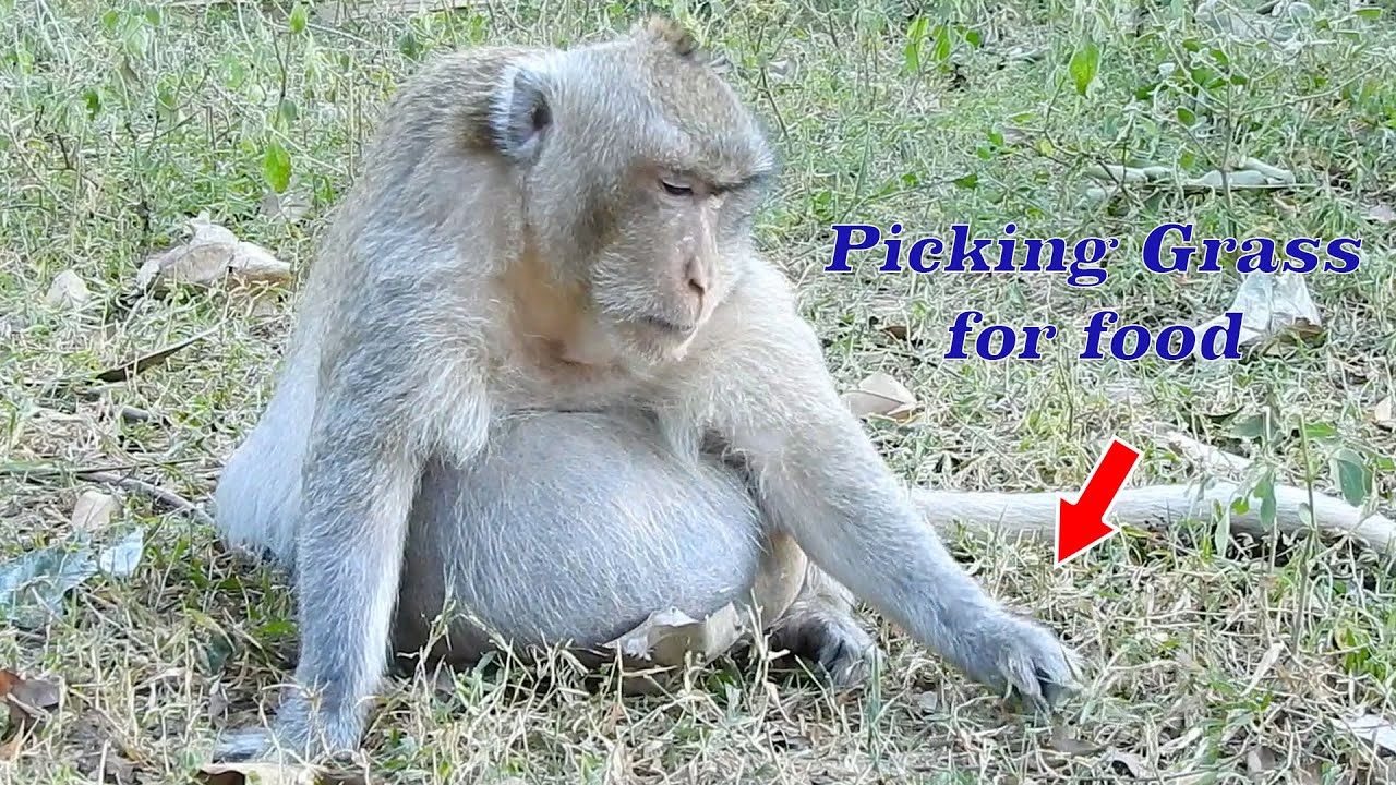 Pity poor fat Charlie, Charlie can't block Stomach hungry, Charlie site pick grass for eat by poorly