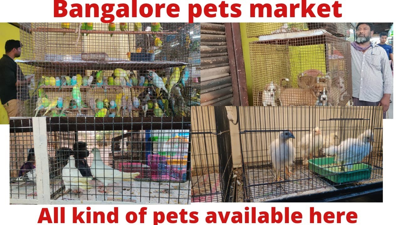 Bangalore big pets market shivaji nagar #petsworld