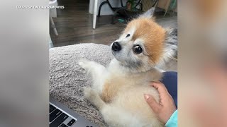 14-year-old Pomeranian 'Wally' stolen with SUV, suburban couple says