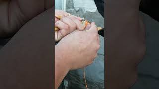 Amarre 1/4 redonda botana natural parte #1 partido potencia b.c