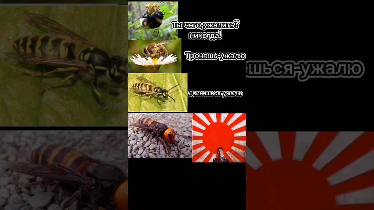 1 шмель,2 пчела,3 оса,4 шершень ☠️