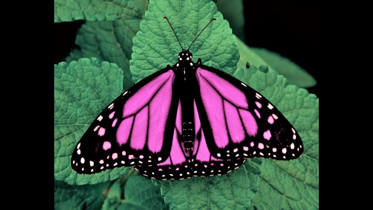 Beautiful Butterflies & Zen,Spiritual,Yoga,Massage,Meditation,Spa,Relax,Ambient Music.. YouTube