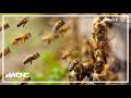 Land development, pesticide use killing local bee population, NC beekeepers say